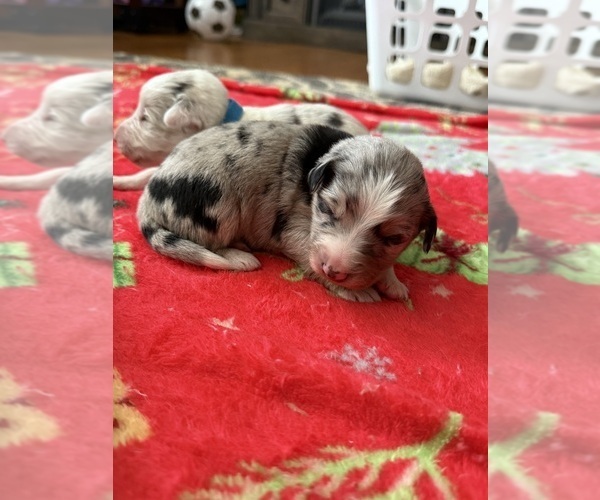 Medium Photo #6 Australian Shepherd Puppy For Sale in MIDDLESEX, NC, USA