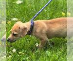 Small #3 Chihuahua Mix
