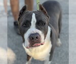 Small #3 American Pit Bull Terrier