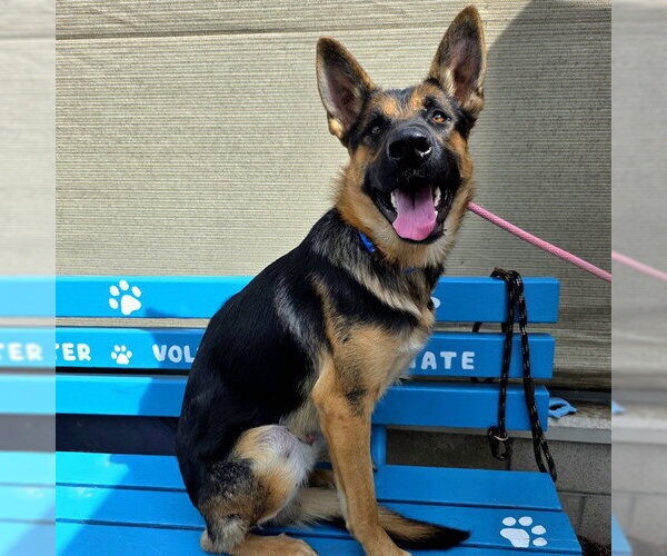 Medium Photo #1 German Shepherd Dog Puppy For Sale in Long Beach, CA, USA