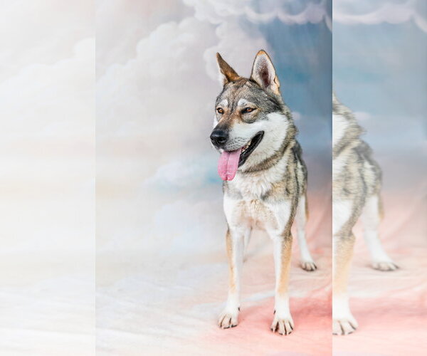 Medium Photo #2 Siberian Husky-Unknown Mix Puppy For Sale in Pasadena, CA, USA