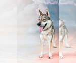 Small #1 Siberian Husky Mix