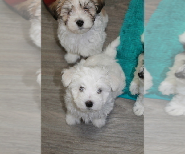 Medium Photo #7 Maltese-Schnoodle (Miniature) Mix Puppy For Sale in PUEBLO WEST, CO, USA