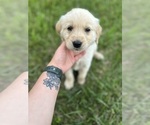 Puppy Dark Green Golden Retriever