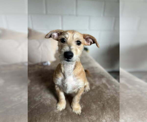 Medium Photo #3 Mutt Puppy For Sale in San Leon, TX, USA