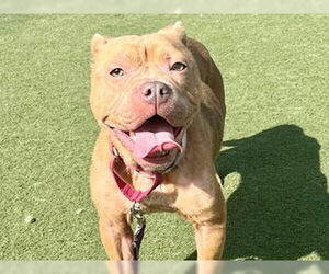 Mutt Dogs for adoption in Martinez, CA, USA