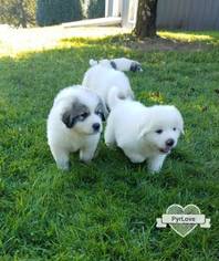 Great Pyrenees Puppy for sale in LONDON, KY, USA