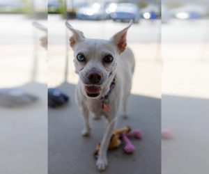Jillie - Female Chihuahua-Unknown Mix Dog for Adoption - Photo #12