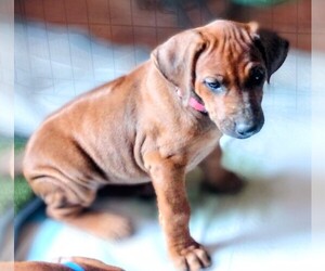 Medium Rhodesian Ridgeback