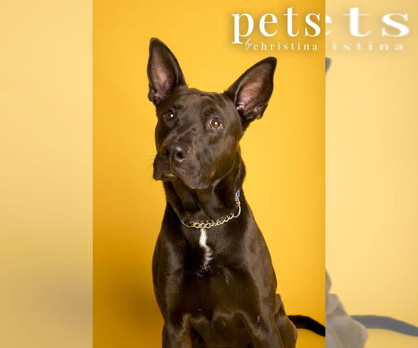 Medium Photo #3 German Shepherd Dog-Unknown Mix Puppy For Sale in Foristell, MO, USA