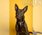 Small #2 German Shepherd Dog Mix