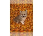 Small Photo #1 American Eskimo Dog Puppy For Sale in CLARKSVILLE, TN, USA