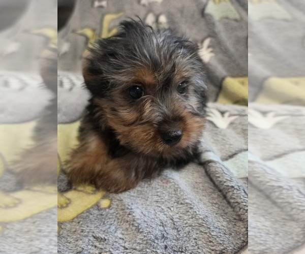 Medium Photo #6 Yorkshire Terrier Puppy For Sale in AKRON, OH, USA