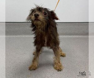 Poodle (Miniature)-Unknown Mix Dogs for adoption in Washington, DC, USA