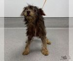 Hershey - Male Poodle (Miniature)-Unknown Mix Dog for Adoption - Small photo