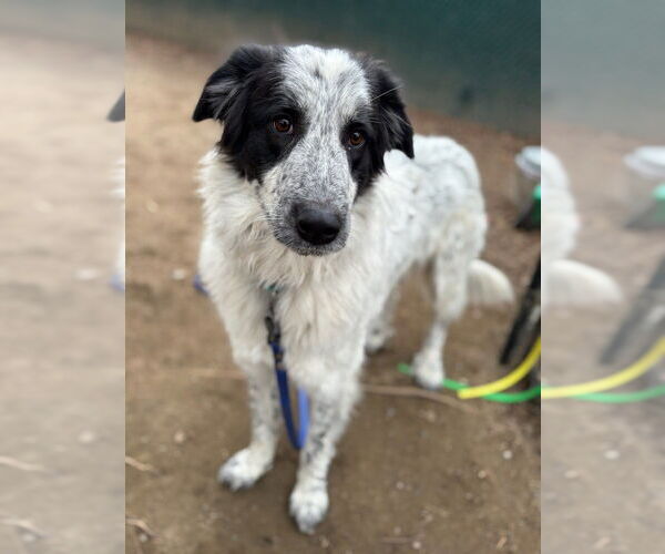 Medium Photo #1 Pyrenees Border Collie Puppy For Sale in Brewster, NY, USA