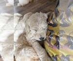 Small #16 Labradoodle