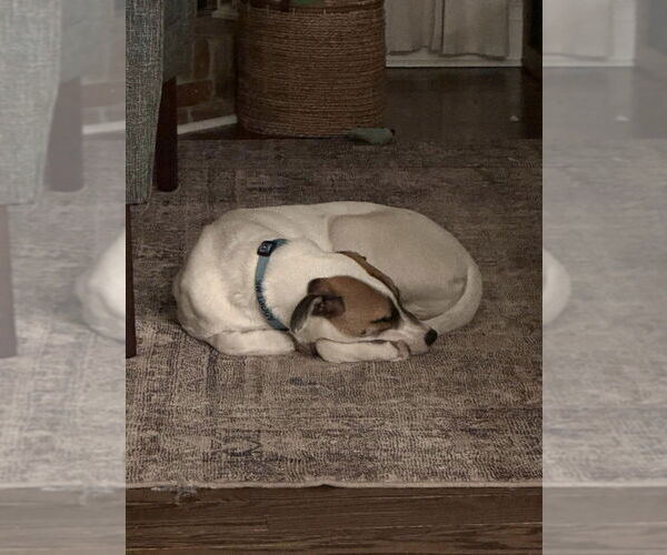 Medium Photo #4 Mutt Puppy For Sale in New York, NY, USA
