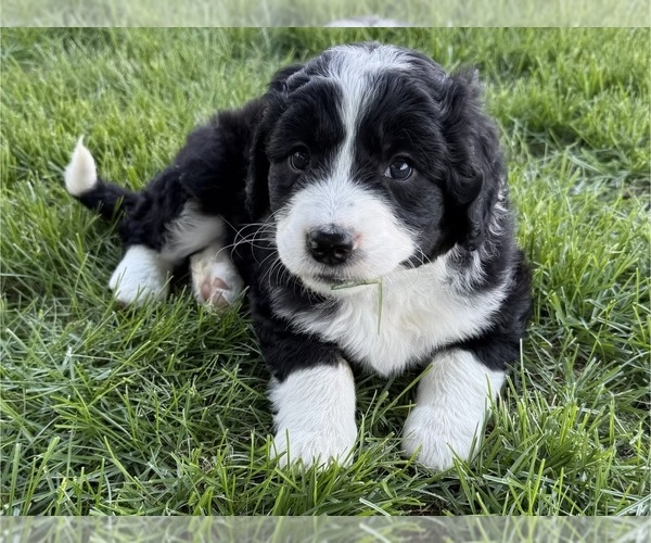 Medium Photo #2 Bernedoodle Puppy For Sale in SIBLEY, IL, USA