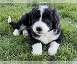 Small #1 Bernedoodle