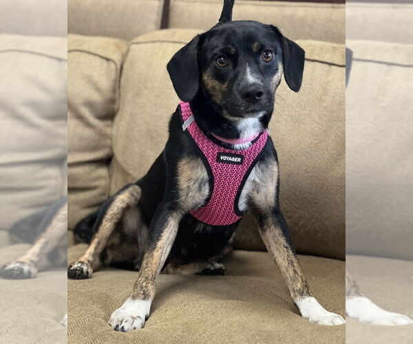 Medium Photo #3 Beagle-Unknown Mix Puppy For Sale in Mundelein, IL, USA