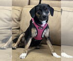 Small #2 Beagle Mix
