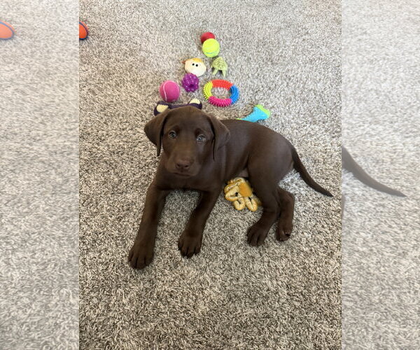 Medium Photo #3 Labrador Retriever Puppy For Sale in Monkton, MD, USA