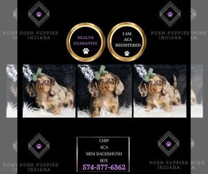 Dachshund Puppy for sale in WARSAW, IN, USA