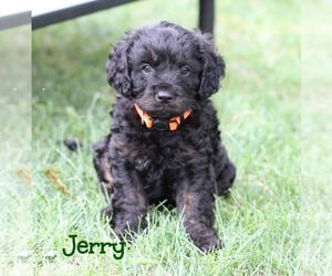 Cavapoo Puppy for sale in AKRON, NY, USA