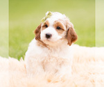 Small Photo #75 Goldendoodle (Miniature) Puppy For Sale in WARSAW, IN, USA