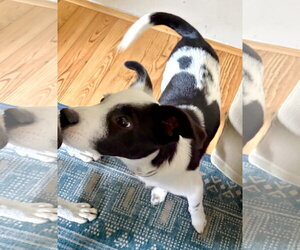 Zig Zag - Male Border Collie-Unknown Mix Dog for Adoption - Photo #3