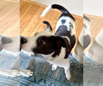 Small Photo #3 Border Collie-Unknown Mix Puppy For Sale in Mount Airy, NC, USA