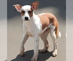 Small American Pit Bull Terrier Mix