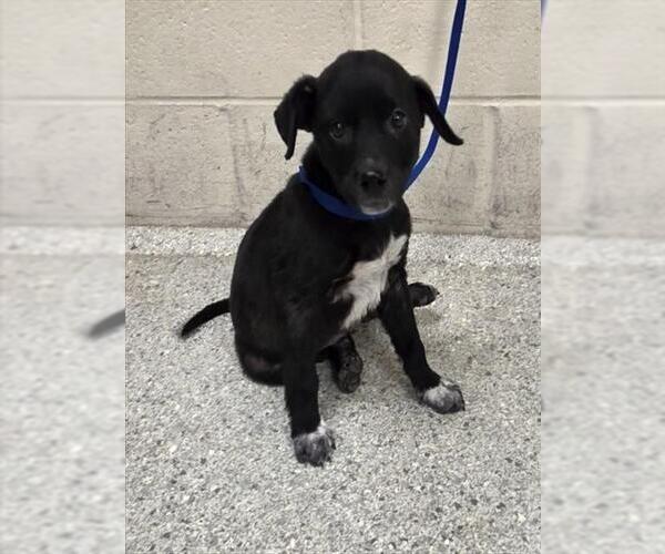 Medium Photo #1 Labrador Retriever-Unknown Mix Puppy For Sale in Conroe, TX, USA