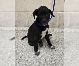 Labrador Retriever-Unknown Mix Dogs for adoption in Conroe, TX, USA