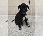 Small Labrador Retriever Mix