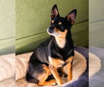 Small #5 Chihuahua