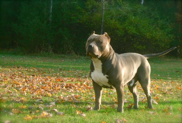 Medium Photo #1 American Pit Bull Terrier Puppy For Sale in HUBERT, NC, USA