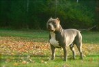 Small Photo #1 American Pit Bull Terrier Puppy For Sale in HUBERT, NC, USA