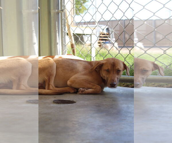 Medium Photo #1 Jack Russell Terrier-Unknown Mix Puppy For Sale in El Centro, CA, USA