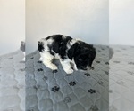 Small Photo #9 Poovanese Puppy For Sale in ORLANDO, FL, USA