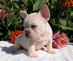 Small #4 French Bulldog