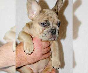 French Bulldog Puppy for sale in MANHATTAN, NY, USA