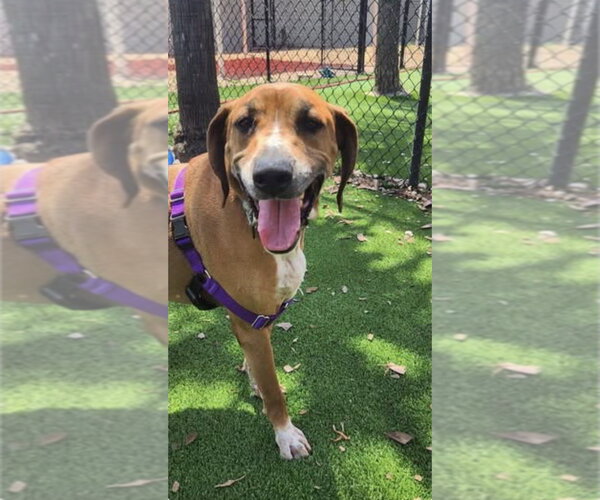 Medium Photo #4 Mutt Puppy For Sale in St. Augustine, FL, USA