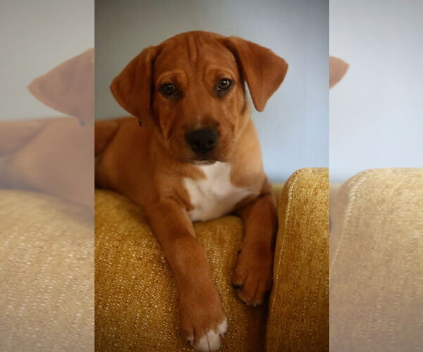 Medium Photo #2 Mutt Puppy For Sale in Duluth, MN, USA