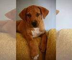 Small #1 Mutt