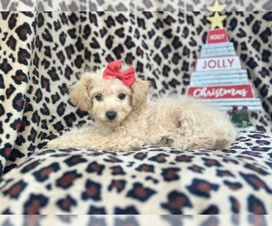 Poodle (Toy) Puppy for sale in LAKELAND, FL, USA