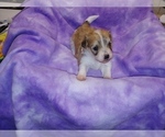 Small Photo #17 Havachon Puppy For Sale in WINSTON SALEM, NC, USA