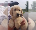 Small Photo #1 Golden Retriever Puppy For Sale in SUMMIT POINT, WV, USA