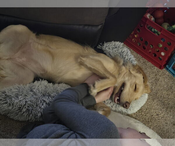 Medium Photo #21 Golden Labrador Puppy For Sale in Minneapolis, MN, USA